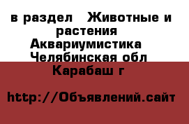 в раздел : Животные и растения » Аквариумистика . Челябинская обл.,Карабаш г.